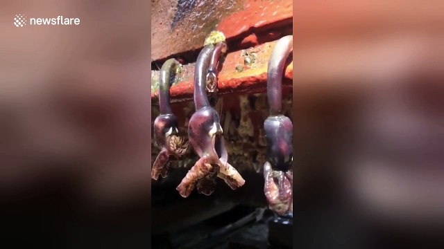 Stomach-churning footage of breathing barnacles hanging off boat