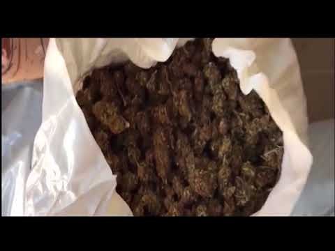 ZBULOHET DROGE NE PYLL, SEKUESTROHEN 109 KG KANABIS SATIVA NE ZONEN E KASHARIT LAJM