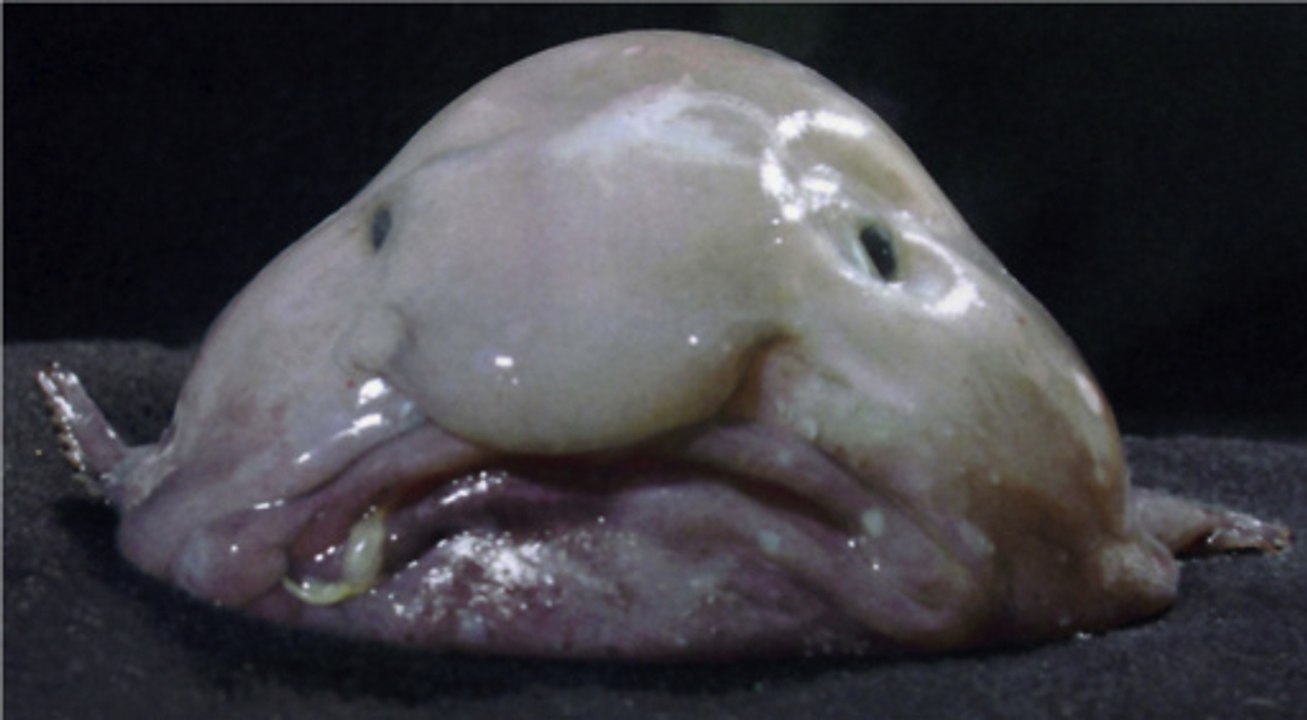 Le Blobfish