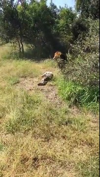 Un lion attaque son propriétaire dans une réserve africaine