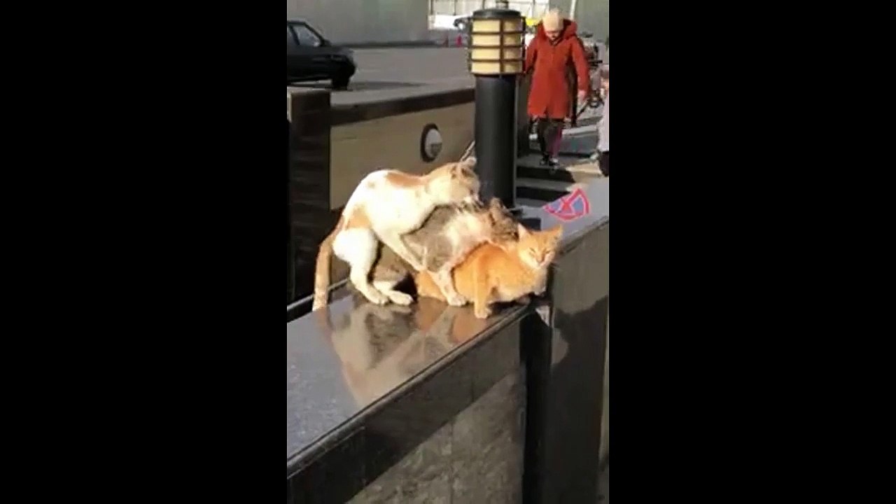 Plan à trois de chats... petits cochons