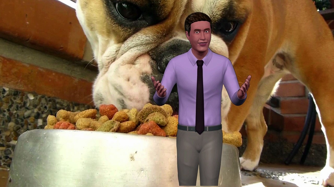 Cómo Elegir El Mejor Método De Alimentación Para Tu Perro