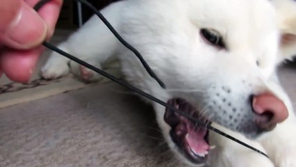 【秋田犬ゆうき】ゴムパッチンの流れを理解して早く離す【akita dog】