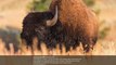 72-Year-Old Injured After Being Rammed by Bison at Yellowstone National Park