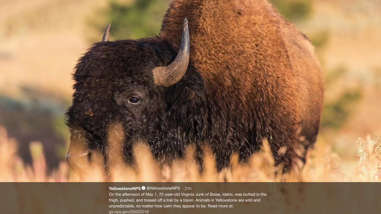 72-Year-Old Injured After Being Rammed by Bison at Yellowstone National Park