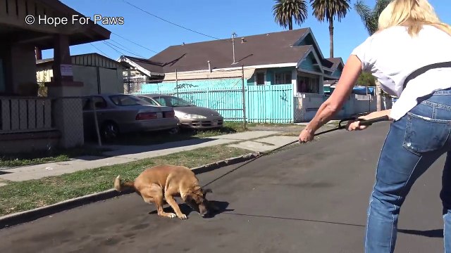 Cachorro idoso e cego é finalmente resgatado após uma vida inteira nas ruas
