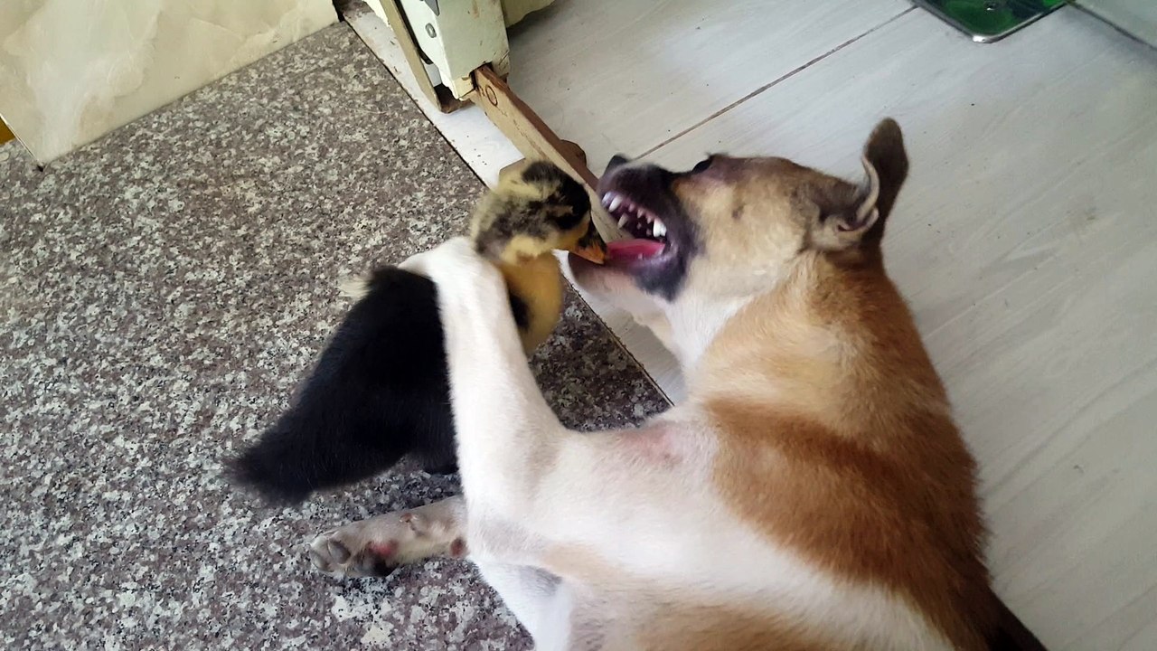 Just a Duck and a Dog