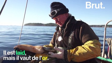 Laid mais précieux : à la rencontre du panope, un mollusque qui vaut de l’or