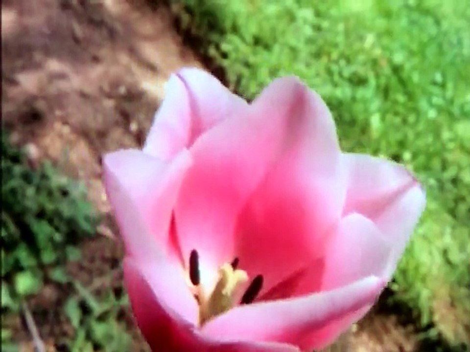 They Don t Cut The Grass Anymore 1985  avi   Pt 01