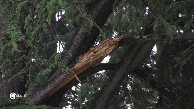 ENVIRONNEMENT/ Huit cèdres vont être abattus aux Prébendes