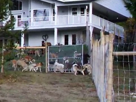 Cet Homme Adopte 45 Chiens et Leur Offre un Terrain D'un Hectare Pour Qu'ils Puissent Courir Librement !