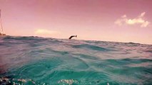 An experienced diver films a dolphin in the Bahamas as it plays in the water by jumping and diving. The dolphin’s tail splashes excitedly, it looks like it is h