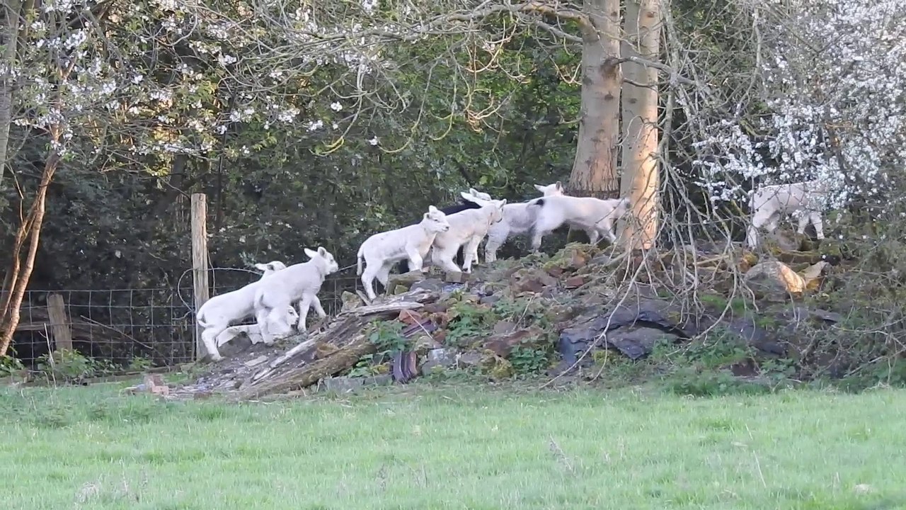Baby Lambs gamboling in Rusper 18 April 2018