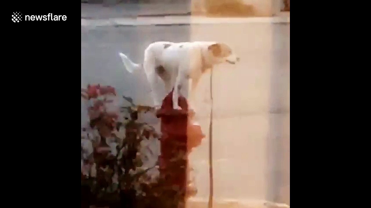 ‘That’s a good dog’: Well-disciplined dog stands perfectly still on fire hydrant