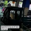 Un camion défonce la vitrine d'un magasin et regardez qui conduisait... Un chien