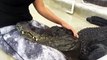 Cet alligator adore les câlins sur la tête... Un vrai petit chien