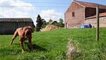 Saisies de chiens dans un chenil de Remicourt