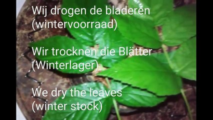 Raspberries Himbeeren Frambozen