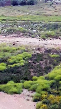 Bari: avvistati 14 cinghiali in città. Sindaco faccia qualcosa, stanno aumentando