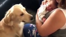 Adorable : ce chien s'occupe d'un nouveau-né