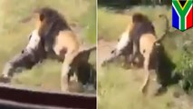 Safari park owner viciously mauled by lion