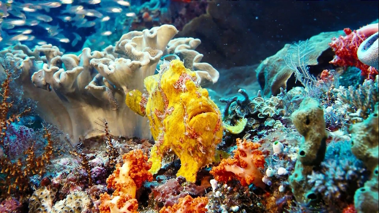 IMAX Under The Sea 2009