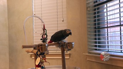 Inventive parrot describes chicken three different ways