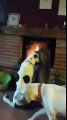 2 chiens amoureux devant le feu de cheminée.. tellement mignon !