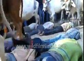 Indian men get trampled by hooves of cow