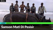 #1MENIT | Samson Mati Di Pesisir