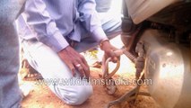 Snake in Scooty : mans pulls out big snake hiding in bike!