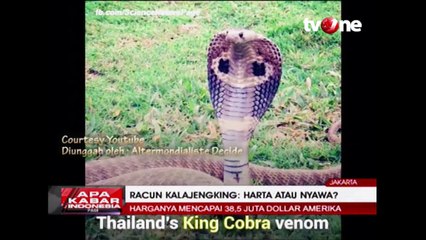 Klarifikasi Ahli Racun Kalajengking, Gak Bikin Kaya Mendadak