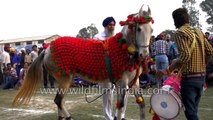 Indian practice of making a horse do a dance display!