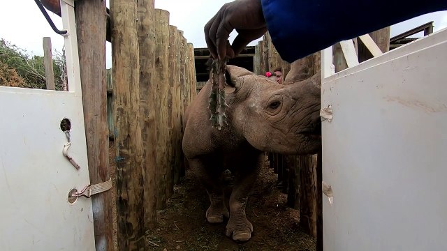 Endangered black rhinos flown from S. Africa to Chad