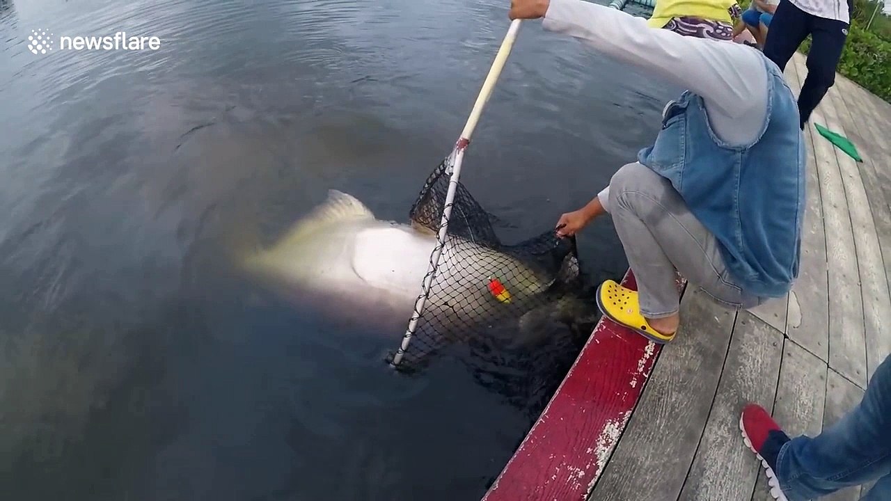 Moment man reels in massive catfish dubbed 'Muhammad Ali' in Thailand