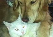 Golden Retriever and Cat Share a Special Bond