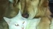 Golden Retriever and Cat Share a Special Bond