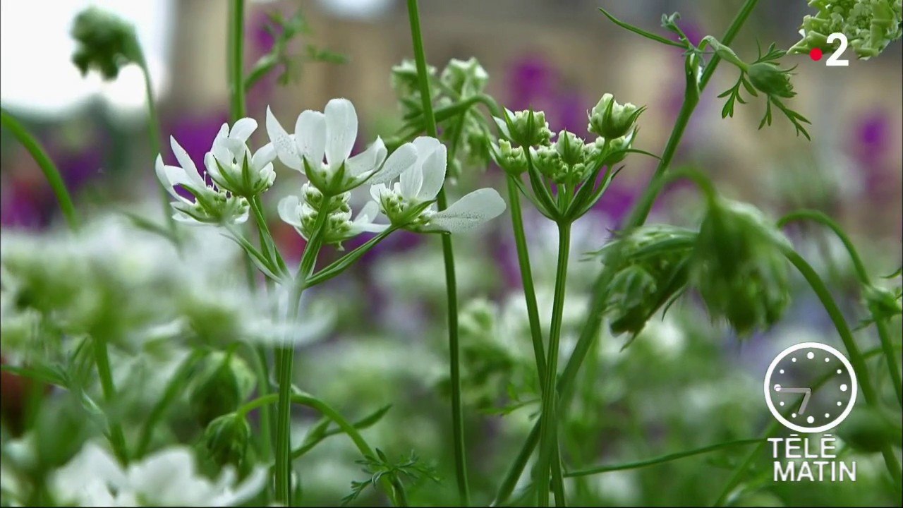 Jardin - Cornus Kousa et compagnie