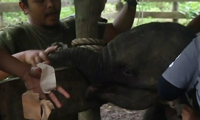 Kasihan, Bayi Gajah Ini Ditemukan Terluka akibat Jeratan