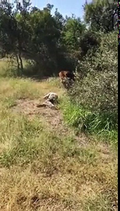 Un lion attaque le propriétaire d'un zoo