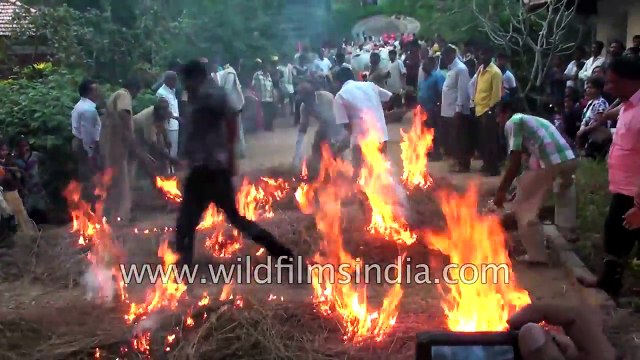 Indian Cows made to cross fire- strange Indian sport