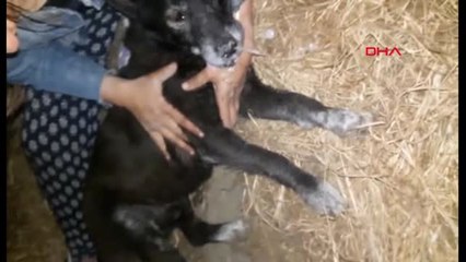 Çanakkale Bozcaadadaki Hayvan Katliamına Başkan da İsyan Etti