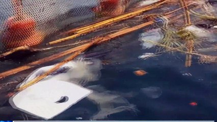 Στην παραλία της Αλυκής πιλοτικά το πρώτο πλωτό φράγμα για τις μέδουσες