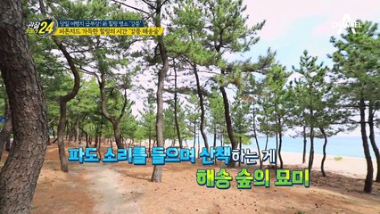 강릉에서 힐링하자~! 피톤치드 가득한 힐링의 시간 '강릉 해송숲'