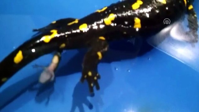 Benekli semender ve yavruları doğaya bırakıldı - MALATYA