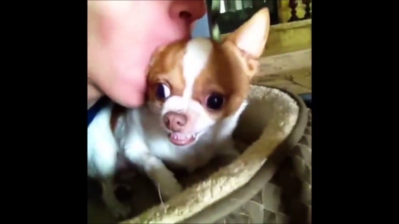Funny-Dogs-Video-Compilation