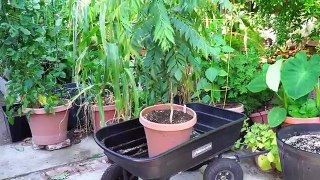 Curry Leaf Propagation, Pruning, Repotting & Harvest - in 4K
