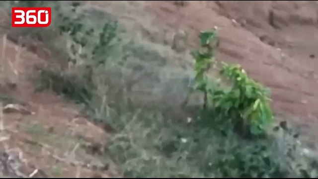 Donte të bënte një selfie me ariun, burri copëtohet deri në vdekje nga ariu (360video)