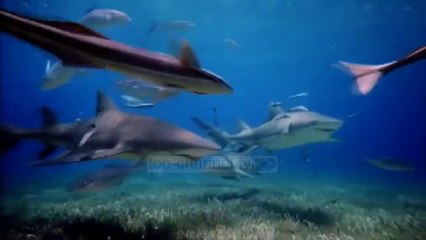 Emetimet e CO2, aciditeti i oqeaneve prek jetën nënujore - Top Channel Albania - News - Lajme