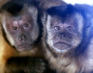 Zoo d'Amnéville : le singe capucin d'Hayange va mieux